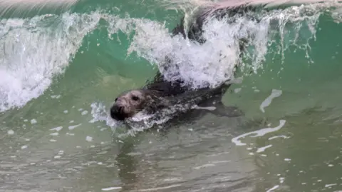 Martin Yelland A seal swimming in a wave in the sea. The wave is curling up over the seal and the seal's head is protruding from the front of the wave. 