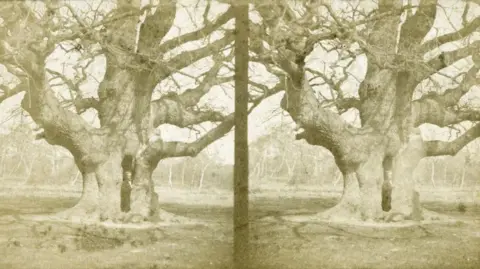 Inspire Picture Archive A sepia image of small child hiding inside a hole in the Major Oak