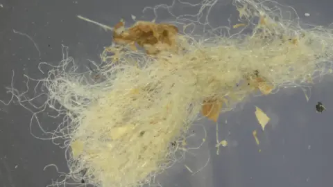 Very close image of yellowish fibers that appear to be floating in water