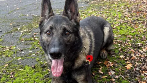 PD Khan, a police dog, lies on the ground, looking up at the camera. His tongue is out and his ears are up. He has a collar around his neck with a black lead, and a red poppy keyring attached. 