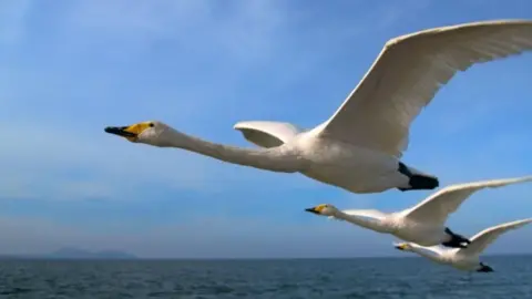 Three whooper swans flying over a sea. They have black and yellow bills