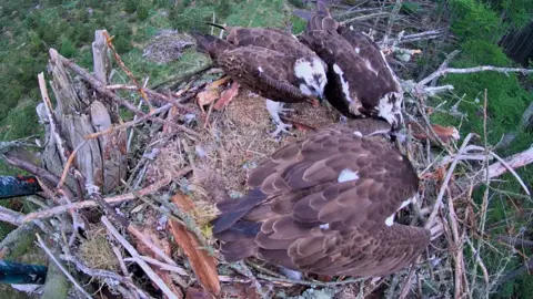 Three ospreys share a nest on a tree