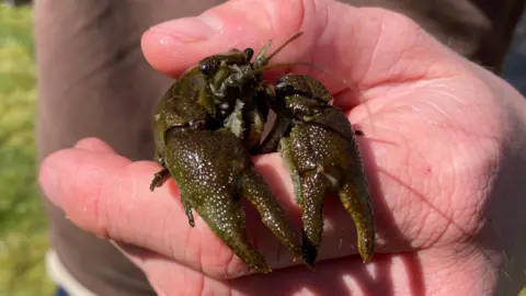A small crayfish is being held in a human hand. The colour of the crayfish is dark green and brown with a slightly mottled appearance.