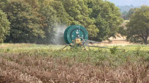 A brown field of withered crops in the foreground with greener crops beyond this near to the location of a large industrial hose reel with water spraying near to it. 