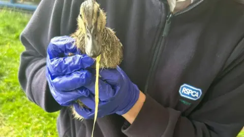 RSPCA An anonymous RSPCA worker holding a duckling with blue gloves. The duckling is staring at the camera with a long yellow ribbon hanging out of its mouth. 