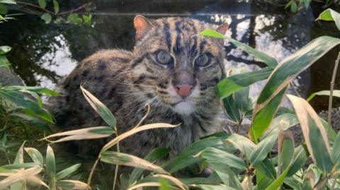 Benny the fishing cat who has died