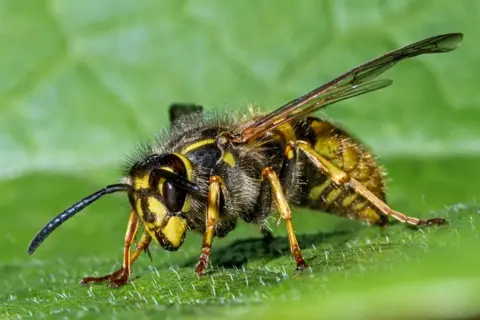 Getty Images A close-up picture of a wasp on a green leaf.