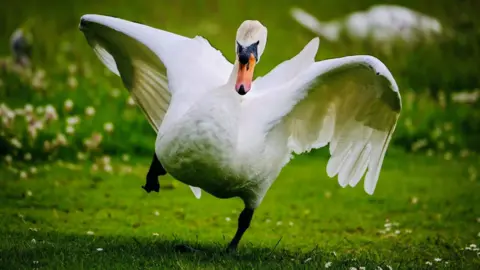 Jake Smith A swan starting to stretch its wings, one leg still on the grass.