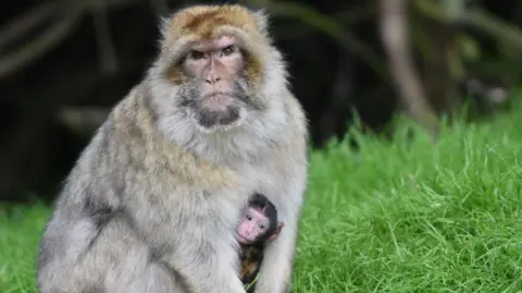 A Barbary macaque monkey sits on the grass with a baby monkey between its arms. It is looking straight at the camera with what looks like an angry expression on its face.