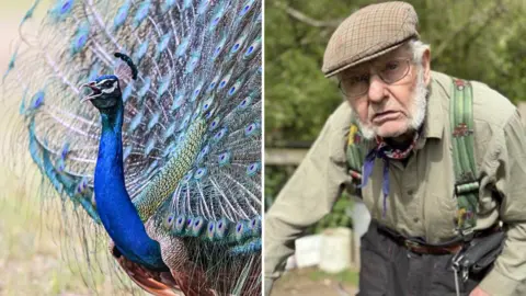 A generic image of a male peacock with its features fanned out. The other image of the right is of a farmer. He is grimacing at the camera. He wears a flatcap with a green shirt, green braces and grey trousers.