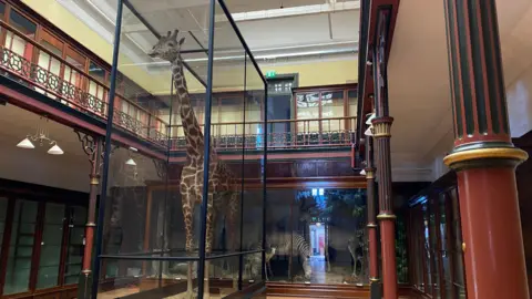 Milly Harrold/BBC Stuffed giraffe in a glass case stands inside the museum. Around it are other glass cases, including one with a zebra in the background. The Victorian architecture surrounds the case with red columns on the ground floor and a balcony above