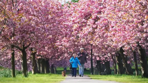 An avenue of blooming pink cherry blossom trees line a paved path, surrounded by grass. A man and a woman, wearing waterproof coats walk a small brown dog on a lead down the path.