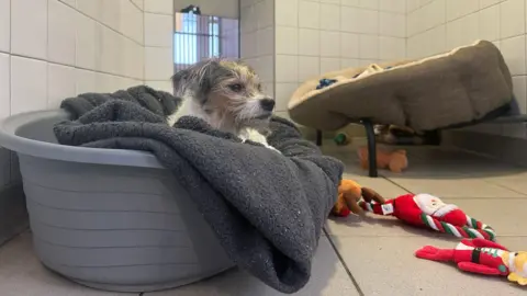 A small white dog with a tan and grey face in a grey plastic dogs bed with dark grey blanket. On the grey floor in front of the bed are two Santa cuddly toys