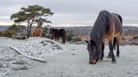 Hang Ross Ponies in a field. The closet to the camera is eating grass. The ponies are either dark or light brown.