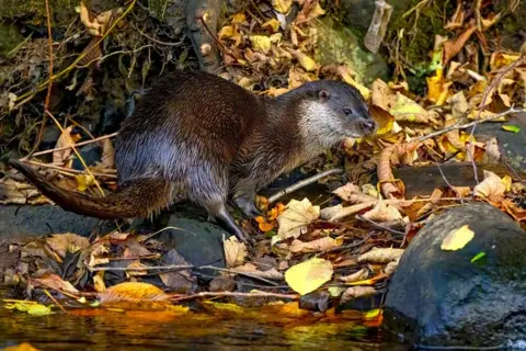 Tom Kelly A wet otter that has climbed out of a river wanders among autumnal brown and golden leaves, rocks by the river and the large roots of a tree.