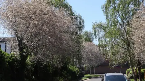 A view looking down Waterloo Road showing multiple trees covered in white, in contrast with normal unaffected trees.