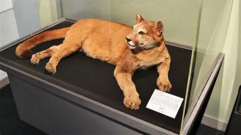 A stuffed puma in a glass case in a museum. The cat is in a prone position, its head held high. It is a golden-brown colour with a white snout. 