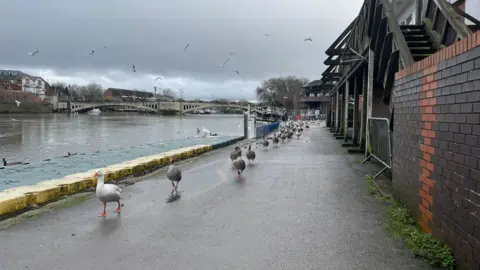 Robin Smith A strip of pavement alongside a river on the left, with a large number of geese walking into the foreground on a cloudy day.