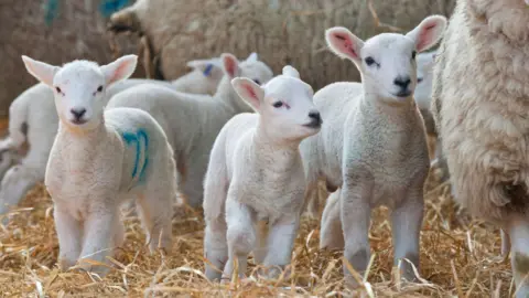 Six young-looking lambs are standing in hay surrounded by much larger sheep.  One lamb has a blue mark sprayed on its side for identification. Another lamb in the background has a blue tag attached to its ear.