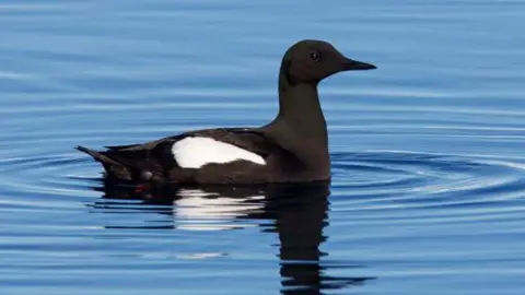 Getty Images A small mostly black bird in water. The bird has a white wing on its side.