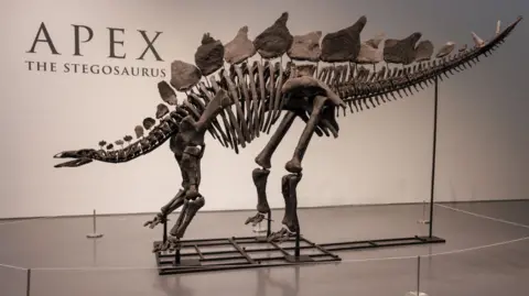 EPA A skeleton of a stegosaurus - nicknamed Apex - at Sotheby's auction house in New York City. Photo: July 2024