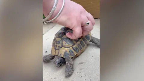 A woman's hand tickles the shell of a tortoise which is on a concrete floor. The hand has bracelets on it and a ring with a dark stone in it.