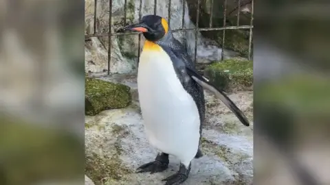 BBC A king penguin in his enclosure, standing on rocks