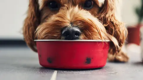 A dog eats from a bowl. The bowl is red and the dog is brown. 