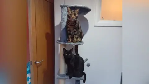 Jemima Staddon A black cat and a brown tabby cat sit on two levels of a cat tree in a white room.