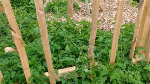 John Douglas A close up of the wooden damaged fence. Bracken is growing on the ground.