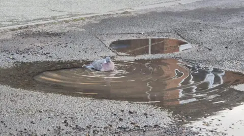 Vikki Irwin/BBC A pigeon is floating in a pothole filled with water on a road. You can see the edge of the pothole under the water. 