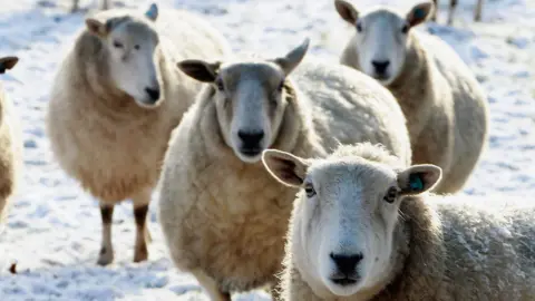 Woolly white sheep looking into the camera on a snowy field 