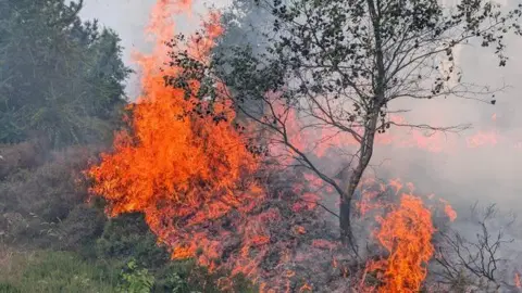 North Yorkshire Fire and Rescue Service Orange flames surrounding a medium-sized tree, with woodland in the background.