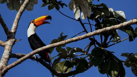 Getty A black an white toucan bird with a bright orange large beak sits in a tree with a bright blue sky behind it
