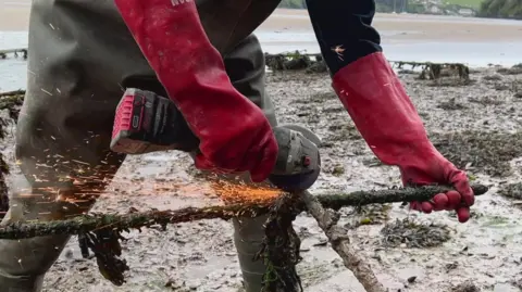 BBC A person wearing red protective gloves uses a handheld power tool to grind or cut through a metal frame covered in seaweed. Bright sparks fly from the contact point as the work is carried out on a muddy tidal shoreline with shallow water in the background.
