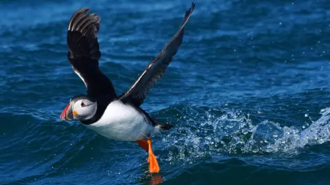 PA Media A puffin taking off from the water. It looks like it's running on the water and has its wings spread. It has orange feet and a brightly coloured bill.