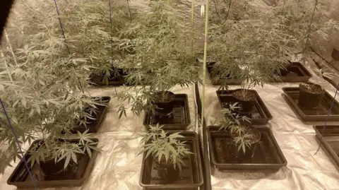 PSNI 12 black trays holding pots of a green leafy plant. 