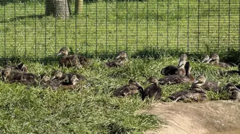 Cuan Wildlife Rescue Ducks and baby geese sitting on grass by a wire fence
