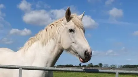 Bess is a white horse with a white mane. She rests her head over a metal fence gate.