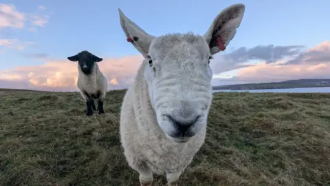 David Byrne A sheep looking straight at the camera. It has a white face with a black nose and its ears are up. It is standing on green grass with a body of water in the distance. The sky above is blue and has clusters of grey and pink clouds. A smaller sheep with a black face and legs and a white body is behind it on its right side.