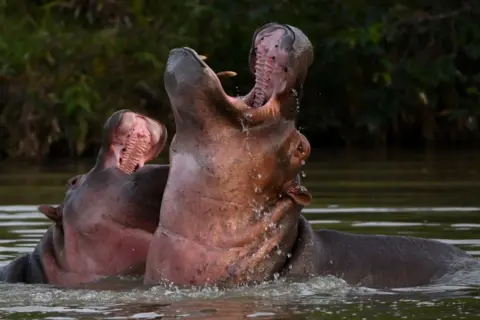 Two hippos bathing in water. Both have their mouths open and pointed to the sky. They have pink-coloured necks.