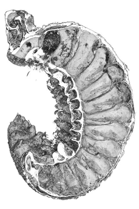 A cross section through the ancient larva of Emma J. Long UT Yuanshi - a one and a half billion year old insect 