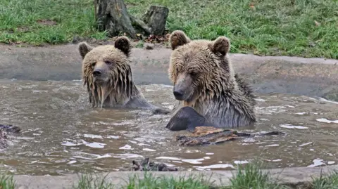 Brown bears Mish and Lucy are seen playing in water surrounded by grass and timber.