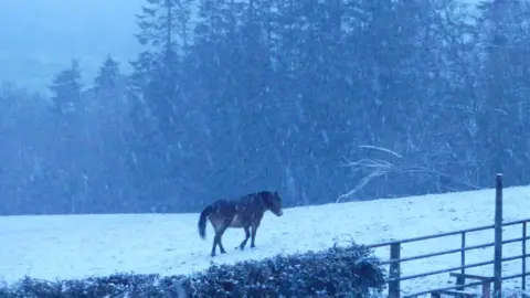 Weather Watcher/ DCV A horse walking across a snowy field while snowflakes drift down. The grass and trees in the distance are covered in snow and the ground is completely white.