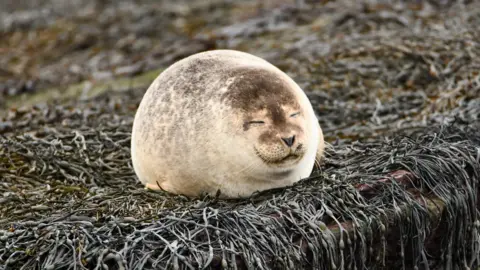 Nigel Heath A large seal in a rounded position with its eyes closed and what looks like a smile on its face.