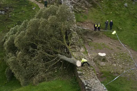 Owen Humphreys / PA Media The felled Sycamore Gap tree which has fallen over a section of Hadrian's Wall into the field behind. The bottom of the cut trunk is resting on the stone wall. The stump is on the other side of it surrounded by police tape. There are five people looking on, three are police officers wearing a bright yellow uniform. The other two are wearing blue.