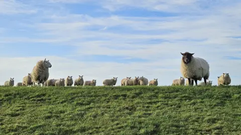 A row of sheep on a grassy hill against a blue sky background