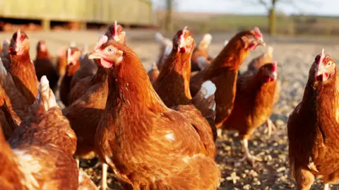 Free-range chickens on a farm in Cornwall.