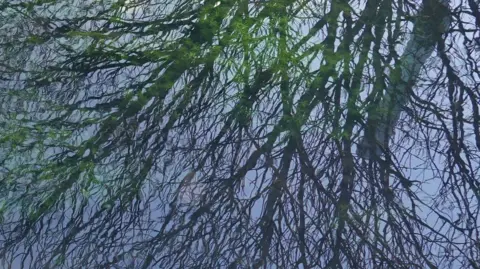 Abi Spendlove Branches of a large tree reflected in the surface of the River Lea, and you can also see some green algy below the surface