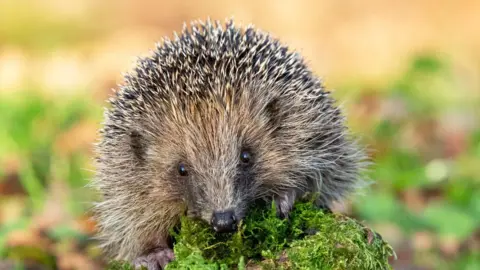 Getty Images A small brown and grey Hedgehog sits on a green, mossy tree branch. A spread of green and brown leaves sit out-of focus, in the background. 